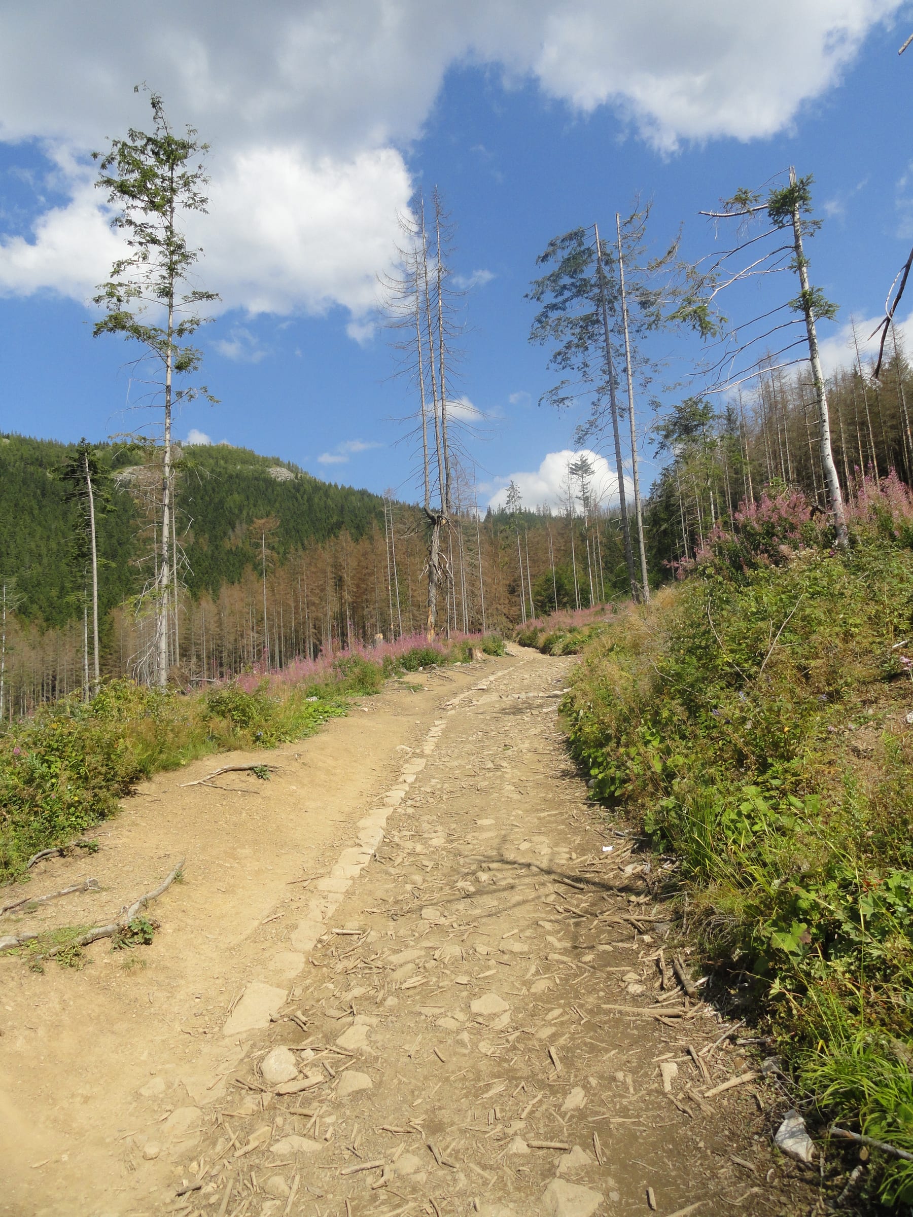 Wielki Kopieniec: The Forest Traverse hiking route preview