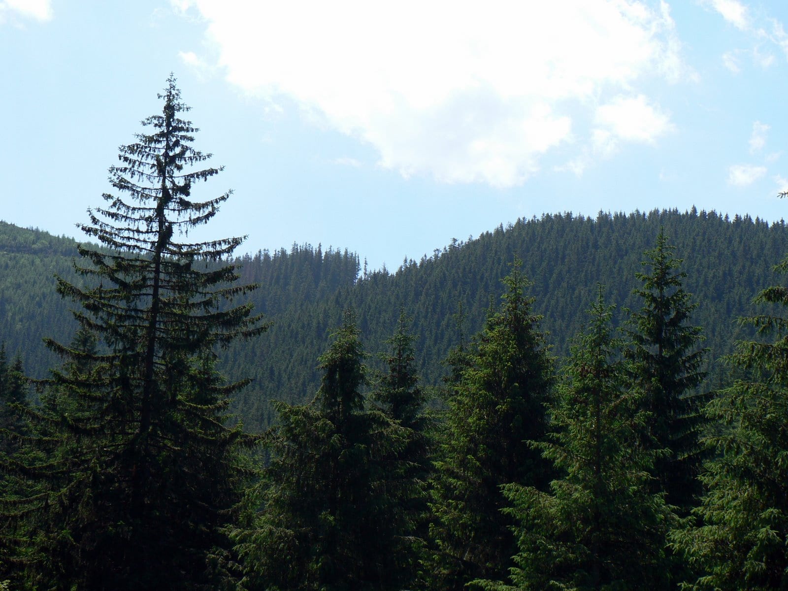 Nosal Ridge via Olczyska hiking route preview
