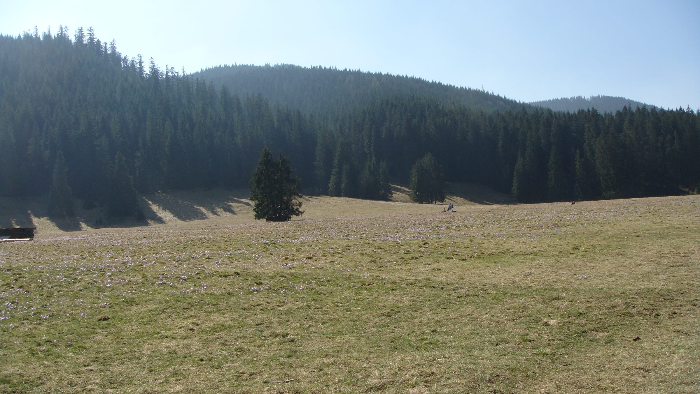 Chochołowska Valley: The Pastoral Classic hiking route preview