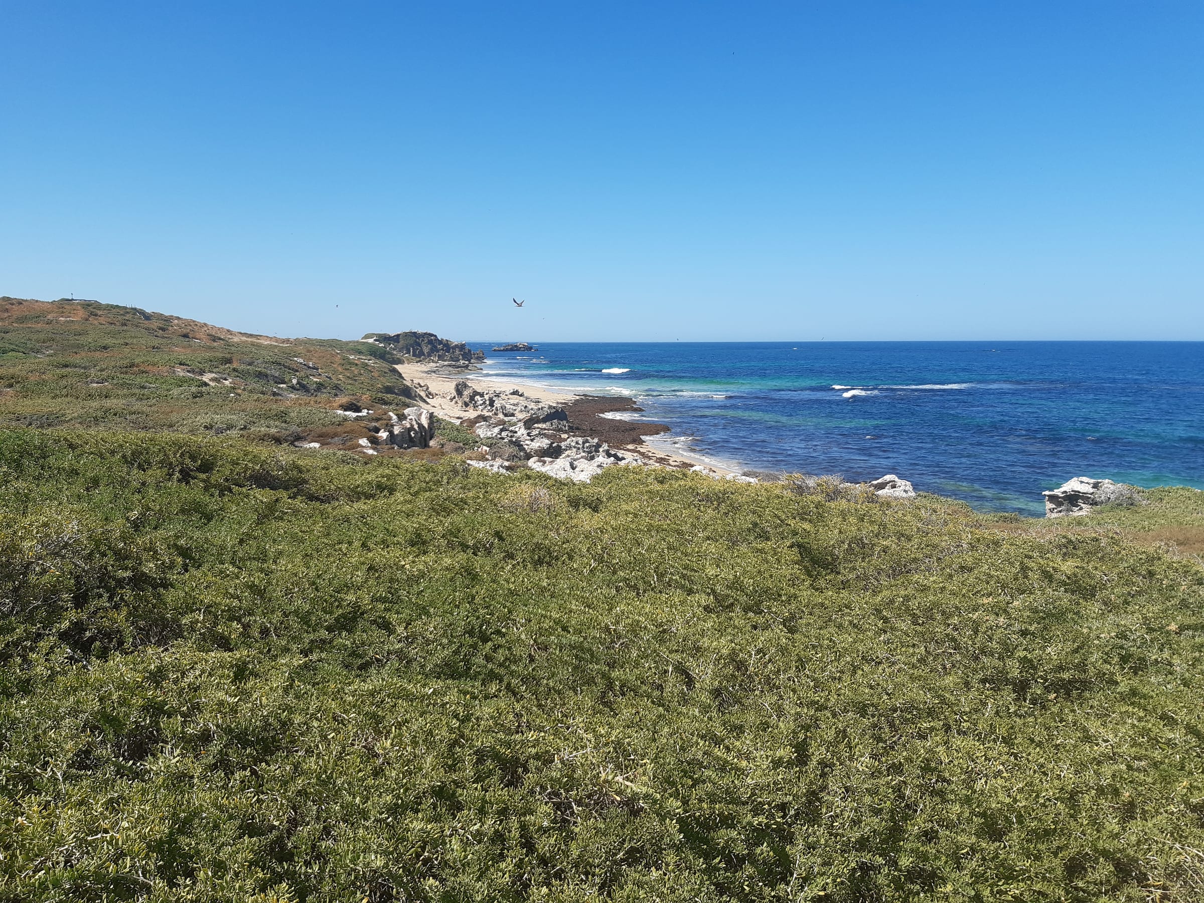Penguin Island: the Boardwalk Circuit hiking route preview
